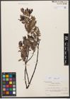 Foto von Salix weigeliana Willd.
